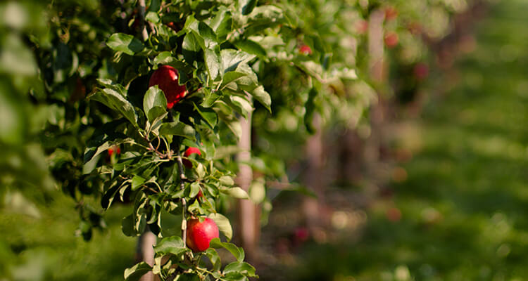 <p>Synergies of a Dual Mandate Manager</p>
