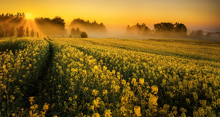 <p>Market Moderates Rate-Cut Outlook</p>
