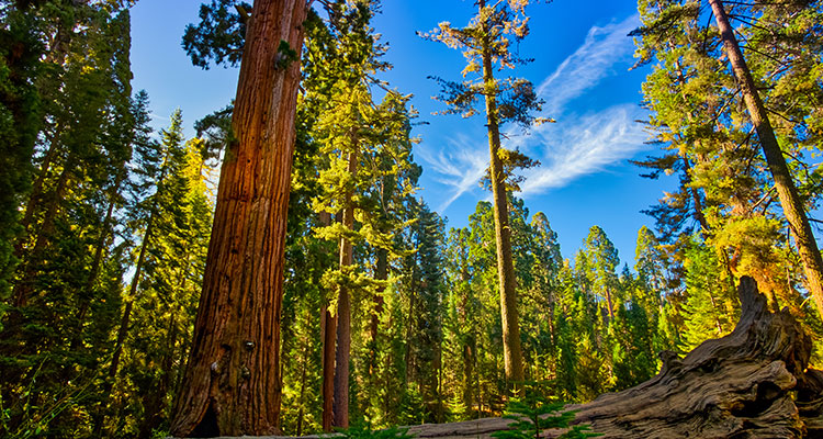 <p>Fed Turns Dovish, BOJ Hikes</p>
