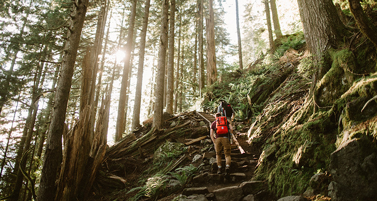 Mixed Messages and Forest Fires